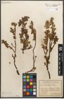 Foto von Salix retusa L.